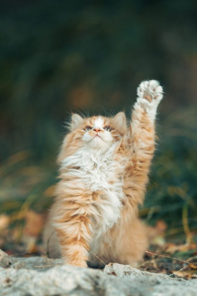 Fluffy ginger cat with paw raised in playful gesture against blurred natural background.