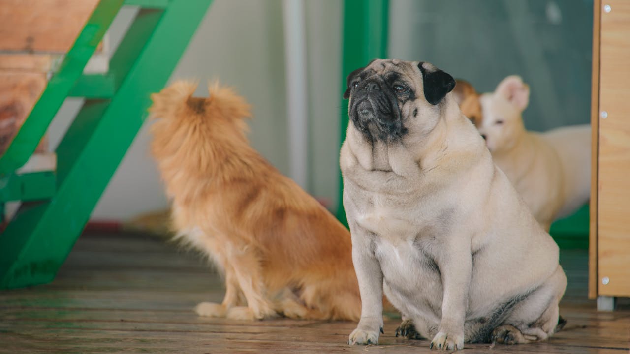 Group of adorable dogs sitting indoors, showcasing various breeds and colors.