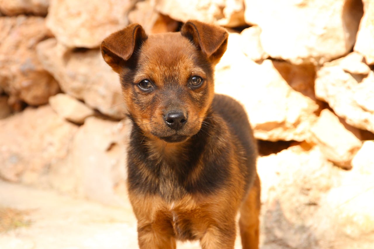 Cute brown puppy standing in a sunny outdoor setting with a rocky background.