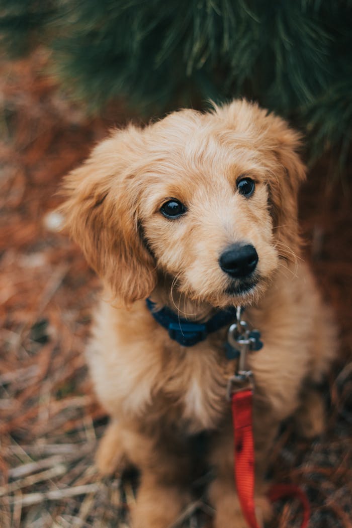 Charming Goldendoodle puppy sitting outdoors with a red leash, looking curious and cute.
