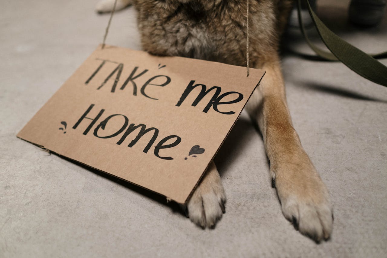 Close-up of a dog holding a cardboard sign with u0022Take Me Homeu0022 message, highlighting adoption appeal.