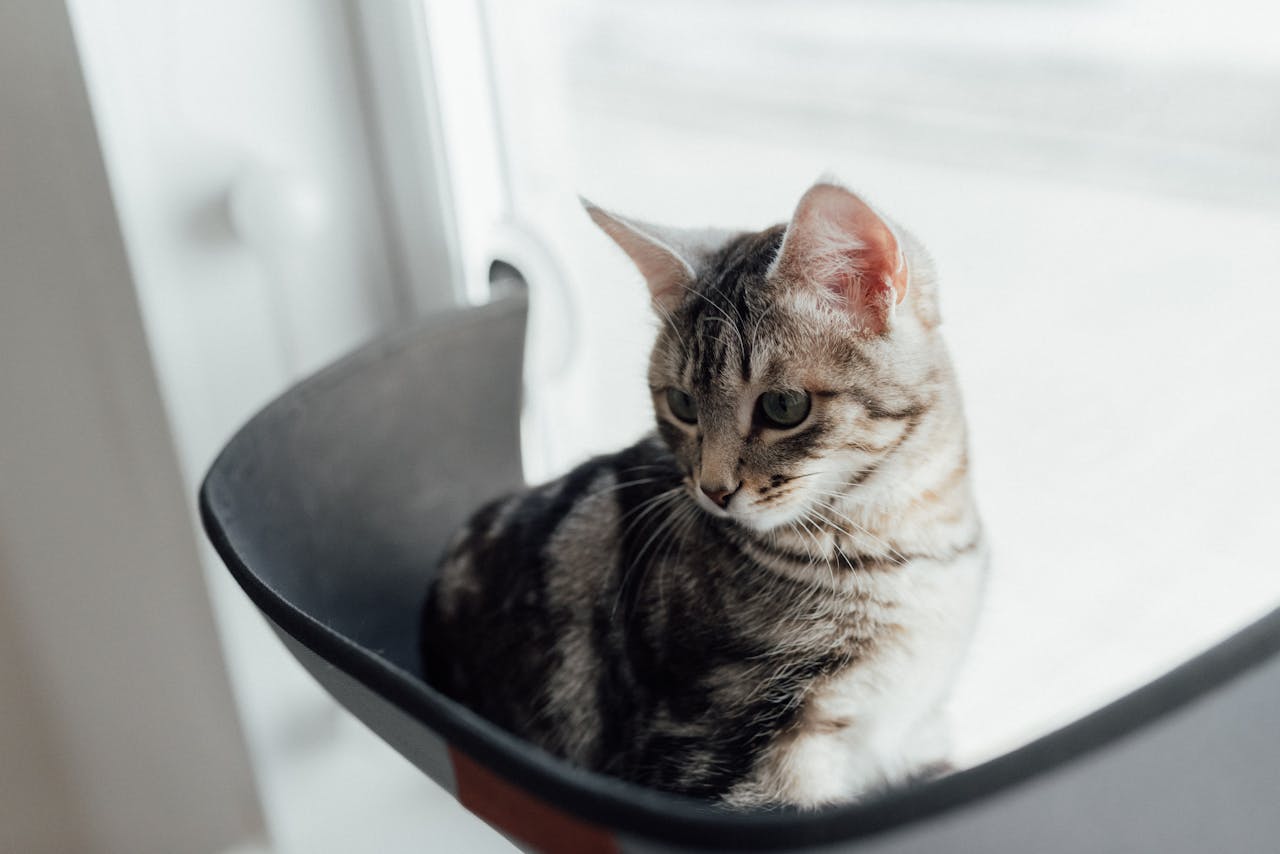 A cute tabby cat sitting in a cozy black window seat, looking outside pensively.